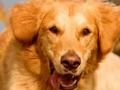 Trò chơi Dog Spot Sự khác biệt  trực tuyến