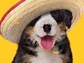 Trò chơi Chú Chó Vui Nhộn: Xương Ẩn  trực tuyến