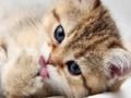 Trò chơi Quiz 15 hình ảnh trực tuyến