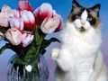 Trò chơi Câu đố mèo vui  trực tuyến