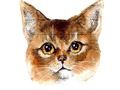 Trò chơi Thách thức đố vui Abyssinian trực tuyến