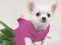 Trò chơi Trò chơi ghép hình chó con dễ thương trực tuyến