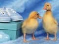 Trò chơi Câu đố về những sinh vật nhỏ đáng yêu trực tuyến