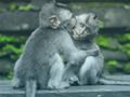 Trò chơi Trò chơi ghép hình khỉ trực tuyến