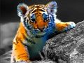 Trò chơi Trò Chơi Ghép Hình Động Vật Sơ Sinh Hoang Dã trực tuyến