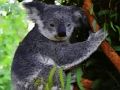 Trò chơi Gấu Koala dễ thương  trực tuyến