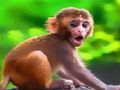 Trò chơi Khỉ con vui nhộn  trực tuyến