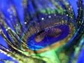 Trò chơi Peacock Feather Jigsaw trực tuyến