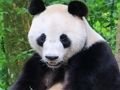 Trò chơi Câu đố động vật  trực tuyến