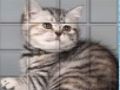 Trò chơi Picpu Cat trực tuyến