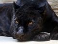 Trò chơi Jigsaw Black Panther trực tuyến