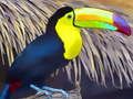 Trò chơi Ghép hình chim Toucan  trực tuyến