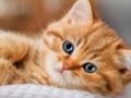 Trò chơi Bộ sưu tập câu đố ghép hình mèo con  trực tuyến