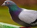 Trò chơi Pigeon Jigsaw Puzzle trực tuyến