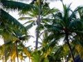 Trò chơi Tượng vàng thoát  trực tuyến