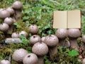 Trò chơi Thoát khỏi đất nấm Lycoperdon  trực tuyến