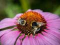 Trò chơi Tranh Ghép Hình Coneflower Màu Tím  trực tuyến