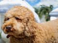 Trò chơi Câu đố Labradoodle  trực tuyến