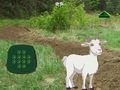 Trò chơi Dê Tìm Con  trực tuyến