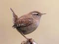 Trò chơi Birdlingo trực tuyến