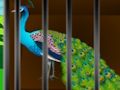 Trò chơi Giải phóng vẻ đẹp trong lồng  trực tuyến