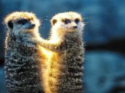 Trò chơi Cặp đôi Meerkat ghép hình  trực tuyến