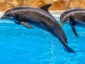 Trò chơi Sea Dolphin Jigsaw trực tuyến