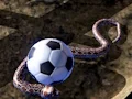 Trò chơi Python Snake Simulator trực tuyến