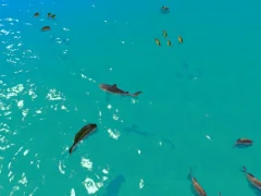 Trò chơi Hungry Shark Hunt trực tuyến