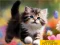 Trò chơi Puzzle Sliding Kittens trực tuyến