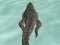 Trò chơi Crocodile Simulator Beach Hunt trực tuyến