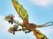 Trò chơi Dragons: Drachenrennen trực tuyến