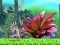 Trò chơi King Julien: Schnapp' die Krone trực tuyến