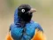 Trò chơi Animal Puzzle: Wildlife & Logic trực tuyến