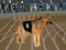 Trò chơi Crazy Dog Racing Fever trực tuyến