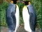 Trò chơi Penguin Puzzle trực tuyến