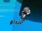 Trò chơi Jungle Jump trực tuyến