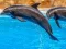 Trò chơi Sea Dolphin Jigsaw trực tuyến