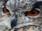 Trò chơi Wild owl Jigsaw trực tuyến