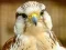 Trò chơi Gyrfalcon Jigsaw trực tuyến