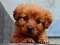 Trò chơi Puppy Puzzle trực tuyến