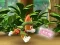 Trò chơi Paw Patrol: Tracker's Jungle Rescue trực tuyến