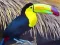 Trò chơi Toucan Bird Jigsaw trực tuyến