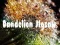 Trò chơi Dandelion Jigsaw trực tuyến