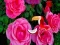 Trò chơi Precious Rose Escape trực tuyến