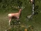 Trò chơi Sniper Hunting Deadly Animal trực tuyến
