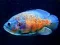 Trò chơi Tiger Fish Jigsaw trực tuyến