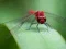 Trò chơi Dragon Fly Jigsaw trực tuyến