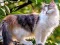 Trò chơi Rotate Puzzle - Cats and Dogs trực tuyến
