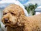 Trò chơi Labradoodle Jigsaw trực tuyến